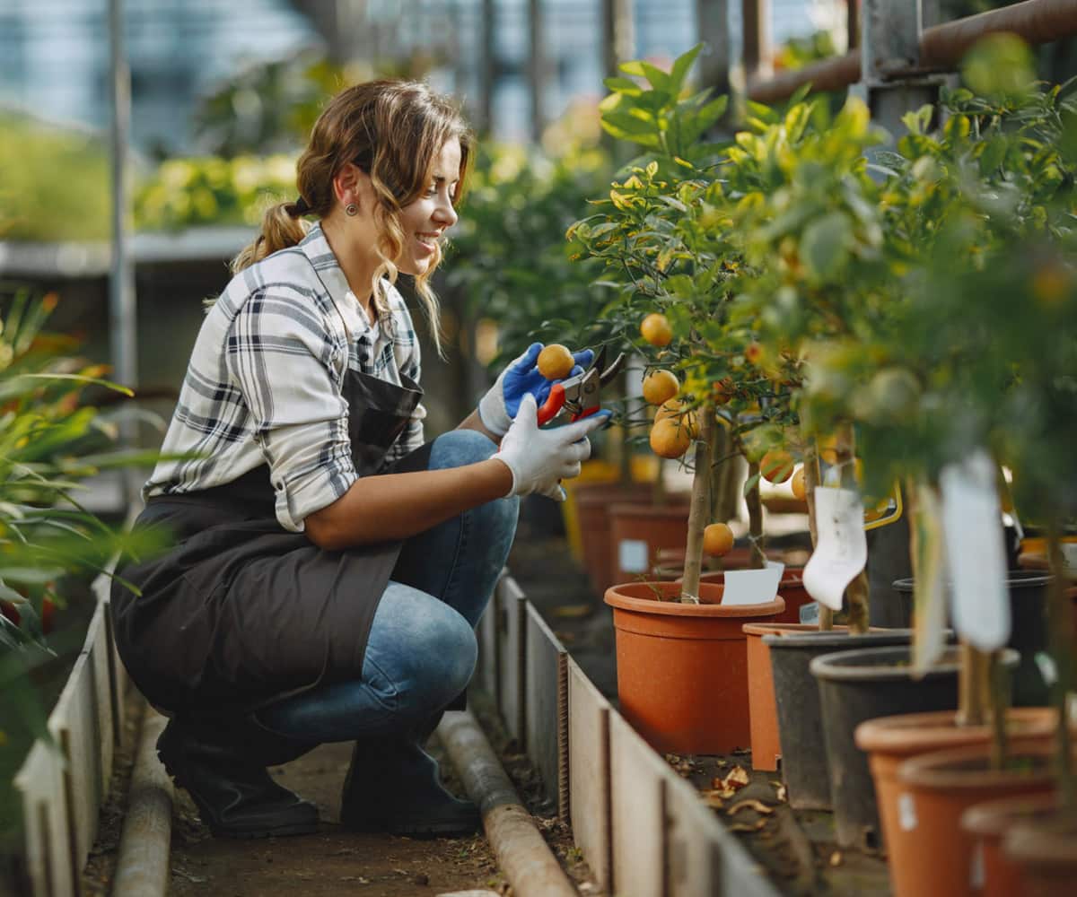 How to Include Organic Vegetables in Your Diet service